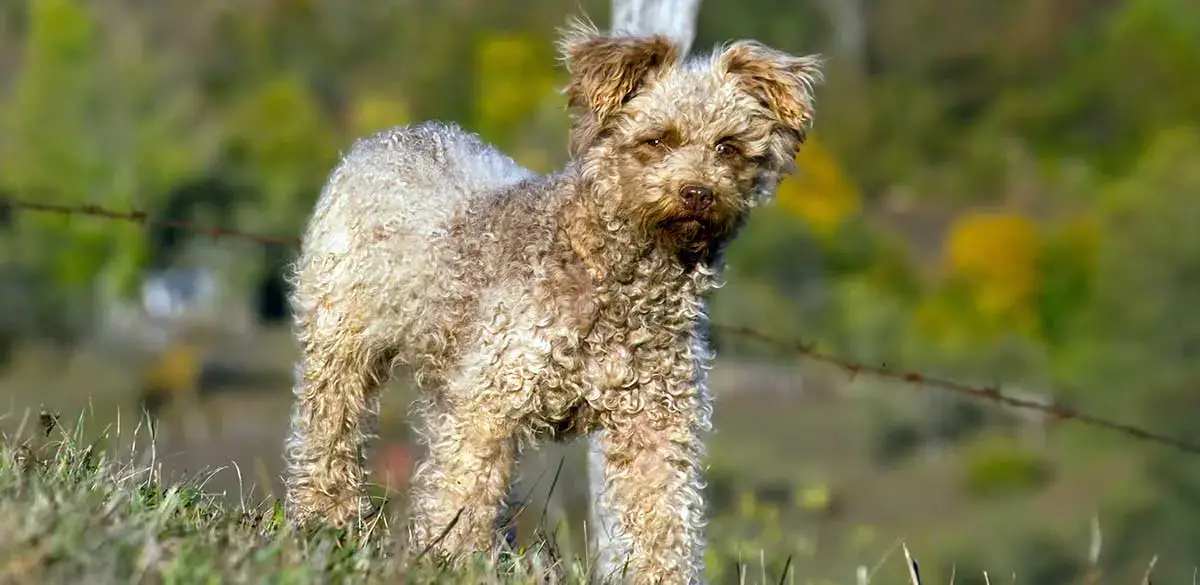 32 Small Dog Breeds Perfect for Owners With Limited Space