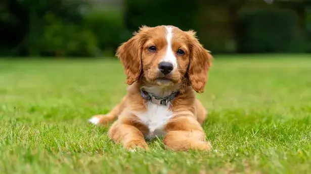 32 Small Dog Breeds Perfect for Owners With Limited Space