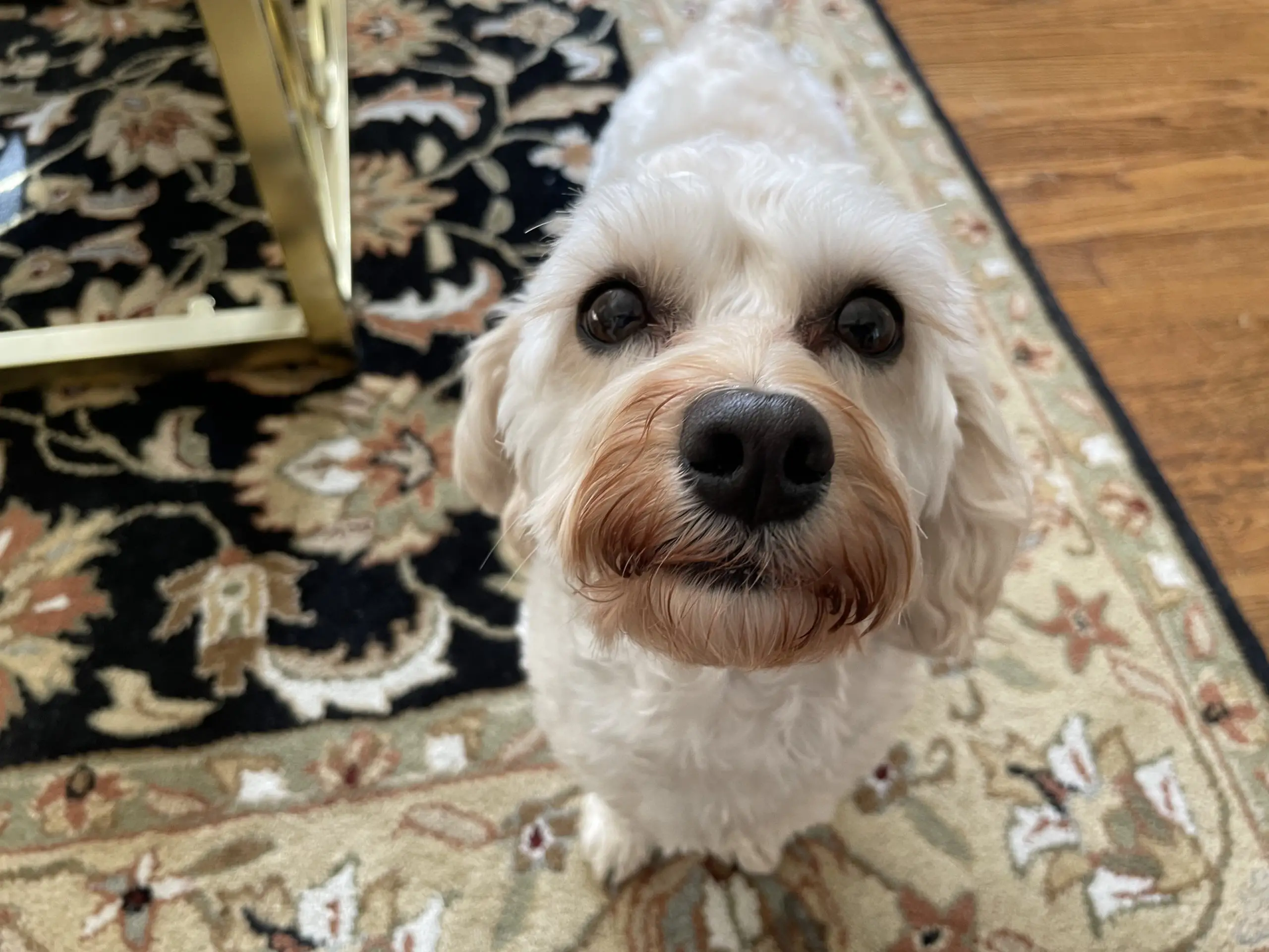 32 Small Dog Breeds Perfect for Owners With Limited Space