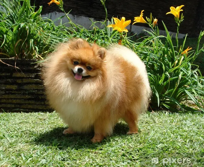 32 Small Dog Breeds Perfect for Owners With Limited Space