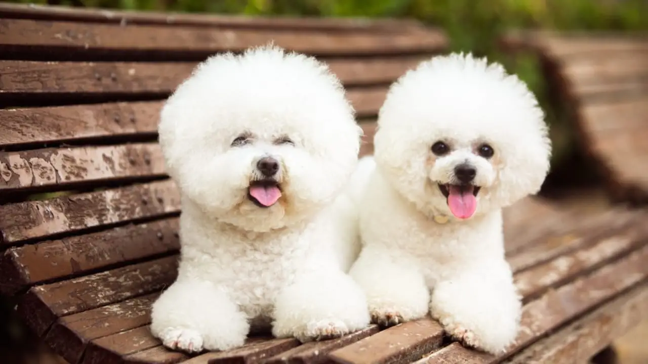 32 Small Dog Breeds Perfect for Owners With Limited Space