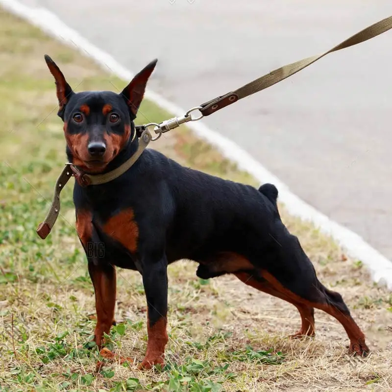 32 Small Dog Breeds Perfect for Owners With Limited Space