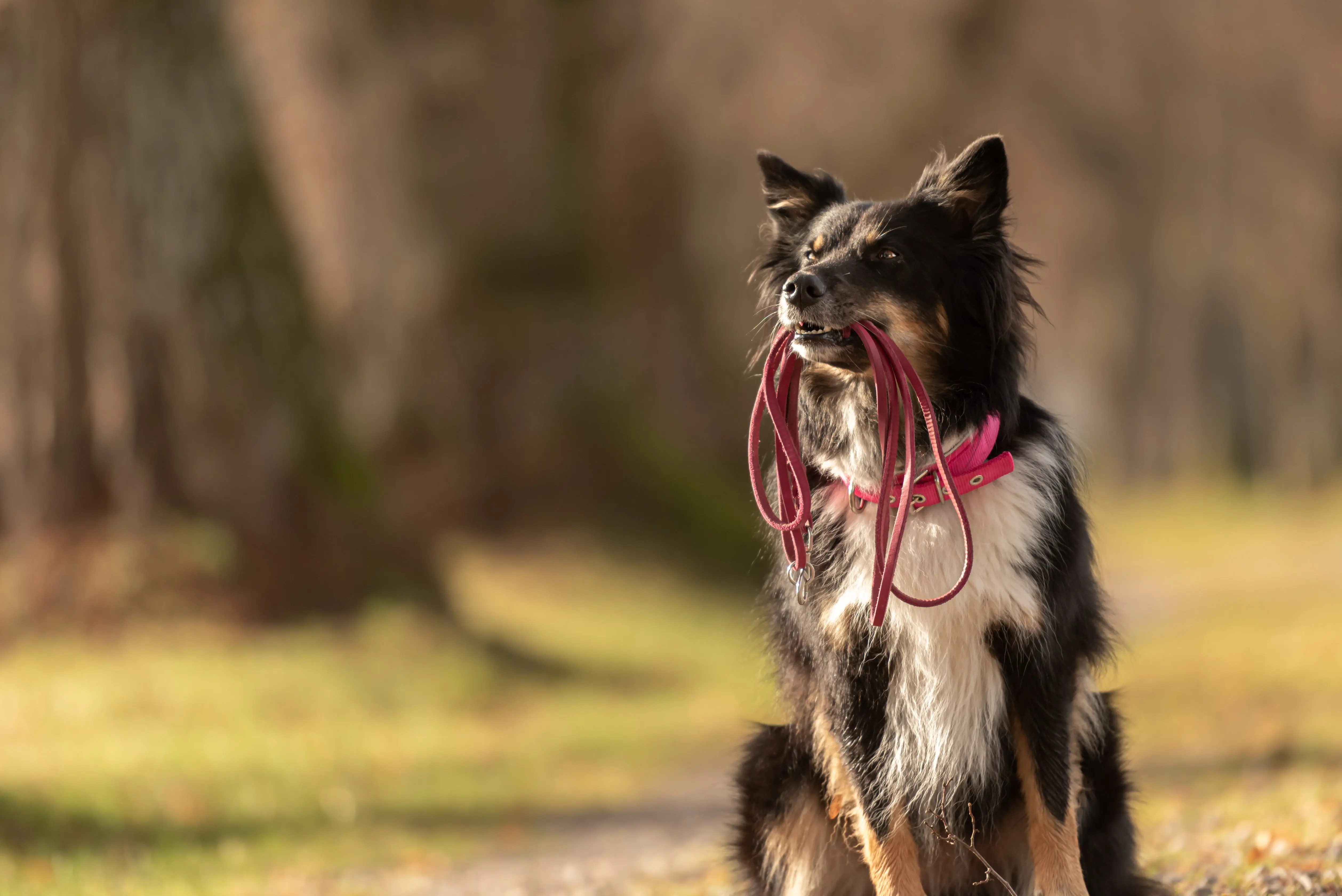 How Do I Get a Dog to Stop Barking?