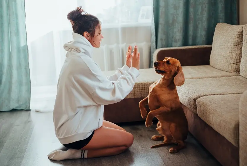 Unlocking Your Dog's Potential Amazing Tricks to Teach Your Dog