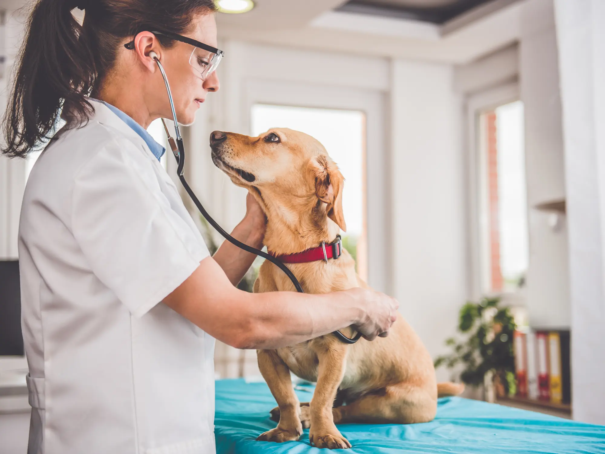 Can a Dog with Worms Pass It on to Humans?