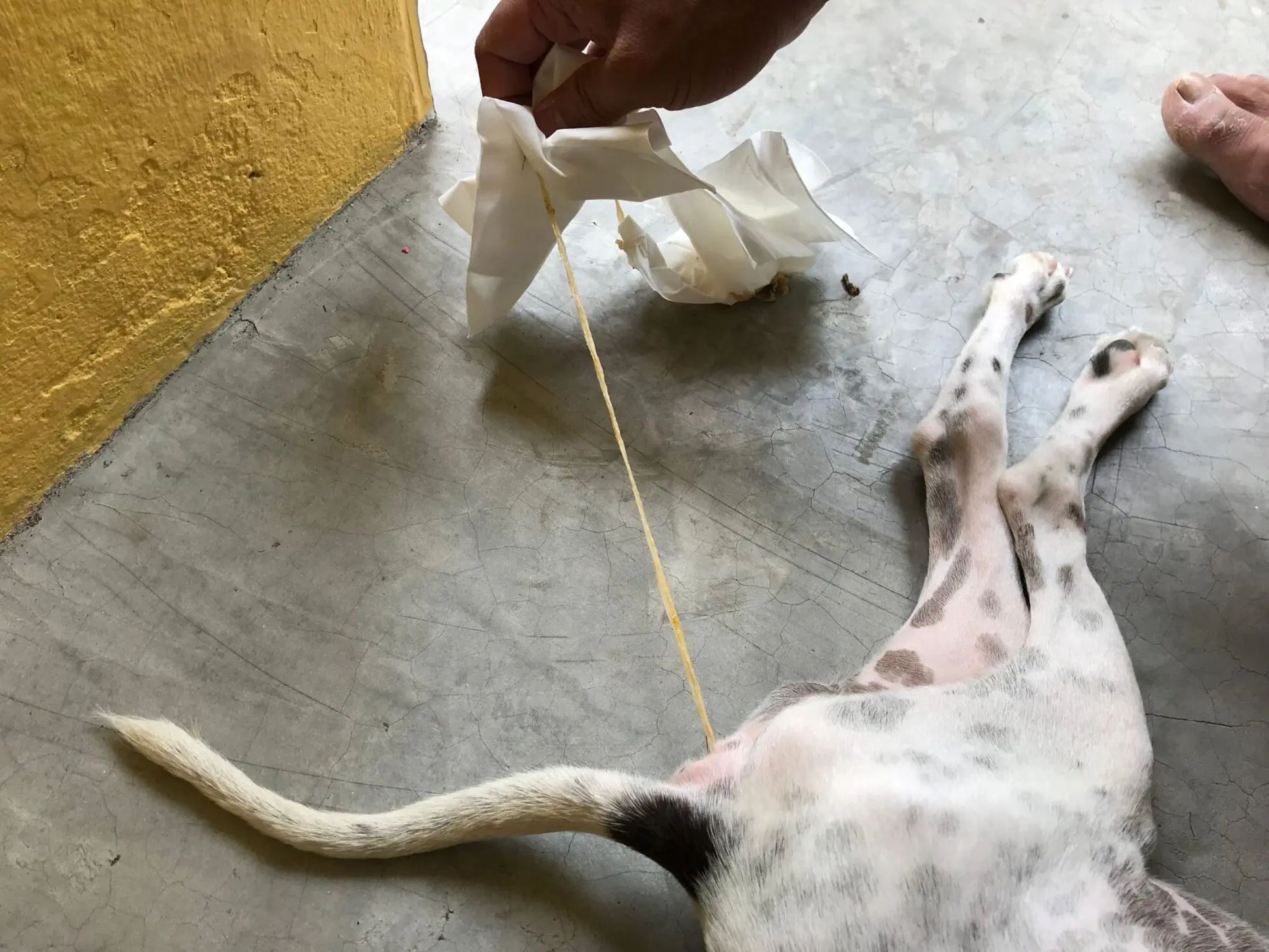 How Do You Get Worms from a Dog?