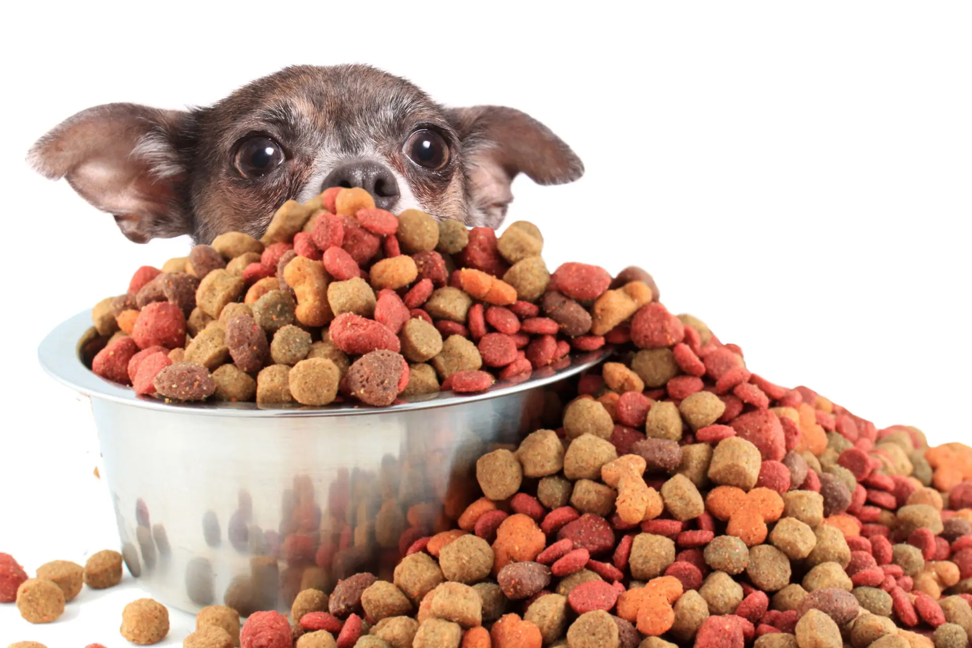 List of Dog Toxins