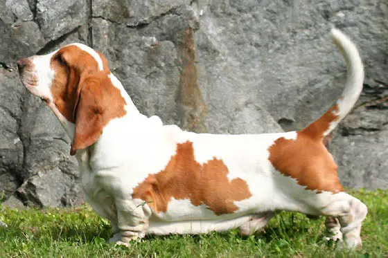Black and White Hound Dog Breeds