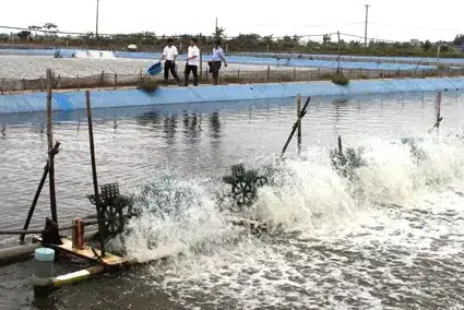 Mô hình nuôi trồng thủy sản