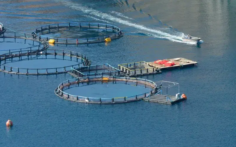 Nuôi trồng thủy sản Thời đại mới