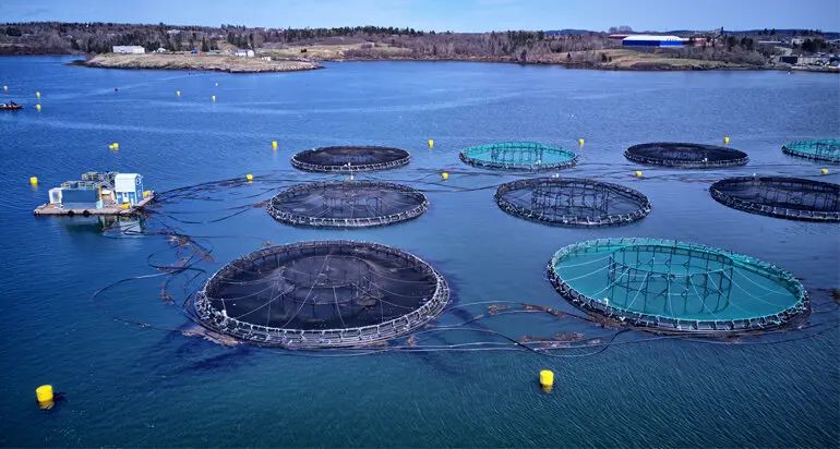 Nuôi trồng thủy sản Thời đại mới