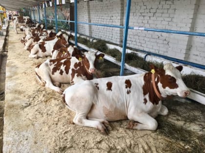 В рамках агрофорума «День сибирского поля-2023» проведут выставку племенных сельхозживотных