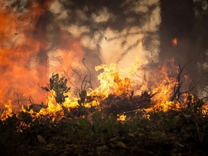 Тушение лесных пожаров обошлось Алтайскому краю в два с половиной раза дороже, чем в прошлом году