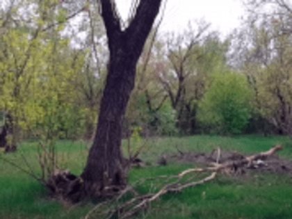 В Бийске отремонтируют сквер Молодёжный