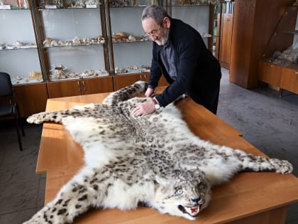 Биологи АлтГУ провели экспертизу шкуры незаконно добытого снежного барса