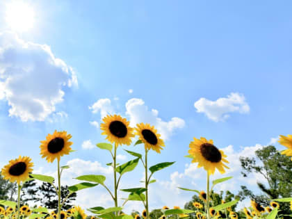 В Алтайском крае новая неделя начнется с жары до +27 градусов и небольших дождей