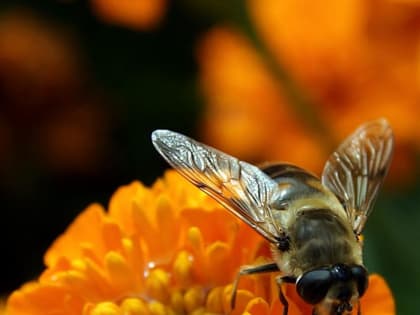 Стартовал ежегодный смотр - конкурс по озеленению и благоустройству территории муниципального округа город Славгород