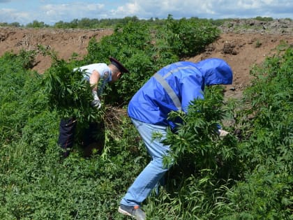 Гигантские заросли конопли уничтожили в Барнауле