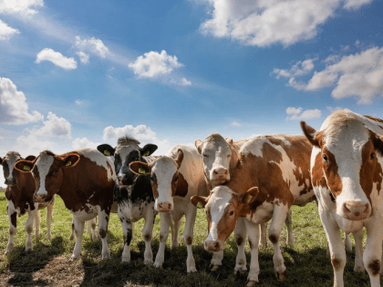 Нодулярный дерматит (заразный узелковый дерматит)–вирусное заболевание крупного рогатого скота, овец и коз