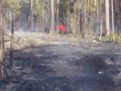 В Алтайском крае из-за короткого замыкания на ЛЭП загорелся лес