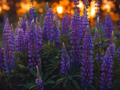 До +22: о погоде в Алтайском крае 24 июня