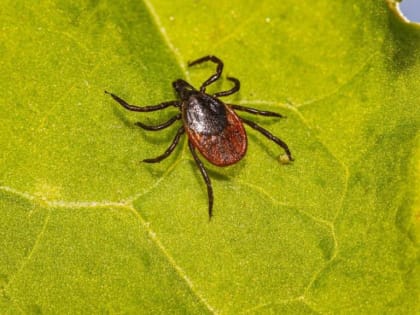 Рост числа укусов клещей в Алтайском крае