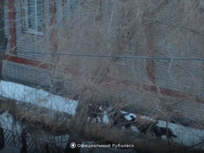 В продолжение темы о безнадзорных животных