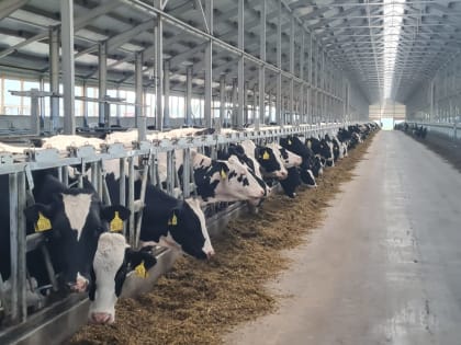 Депутат Госдумы Иван Лоор посетил агрокомплекс «ЭкоНива» в Тальменском районе