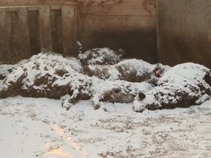 Краевая прокуратура проведёт проверку по факту гибели овец