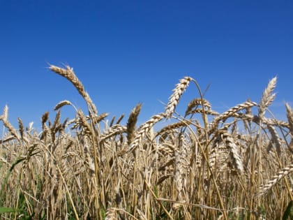 "Пшеница подгорела". Как аграрии Алтайского края справляются с засухой