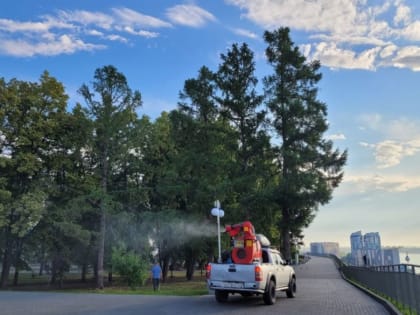 Роспотребнадзор опроверг наличие в Алтайском крае опасных тайских комаров