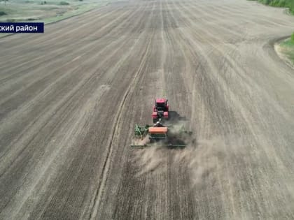 Аграрии Ребрихинского района спешат завершить полевые работы с гречихой