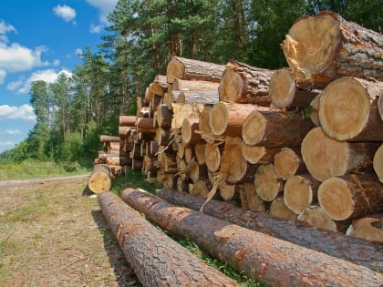 В Алтайском крае для участников специальной военной операции введено внеочередное предоставление деловой древесины
