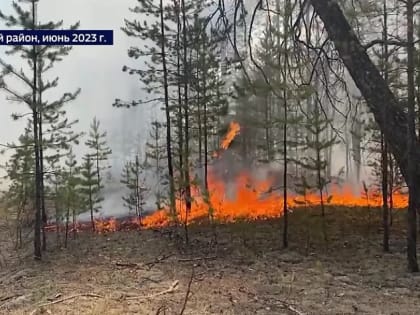 Работники леса в воскресенье отметят профессиональный праздник