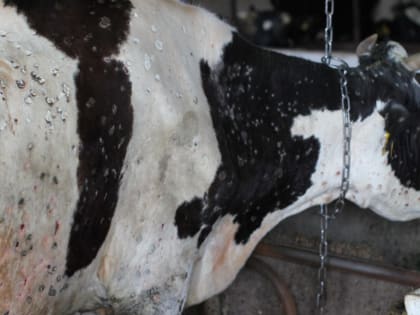 Заразный узелковый дерматит крупного рогатого скота – новая угроза для животноводства?