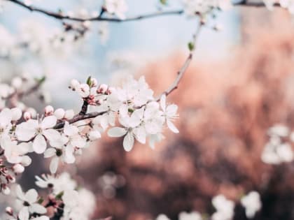 До +20: о погоде в Алтайском крае 15 мая