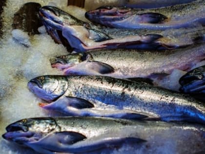 Четырех жителей Камня-на-Оби поймали на краже более 360 кг рыбы