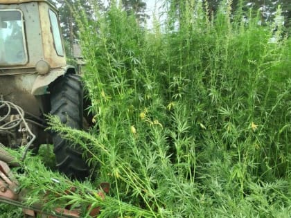 В Тальменском районе проходит комплексная операция «Мак-2023»