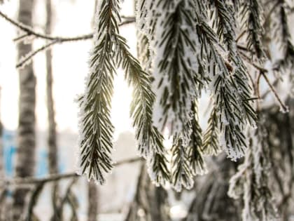 В Алтайском крае холода продолжат ослабевать 12 февраля
