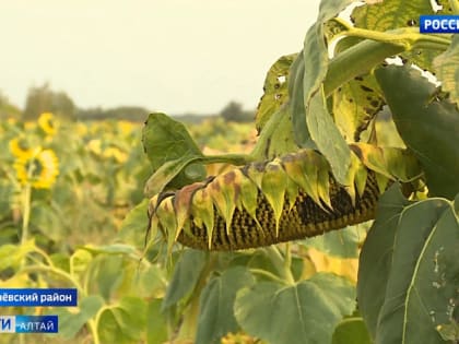 В Ключевском районе благодаря стимулятору роста вырос урожай подсолнечника