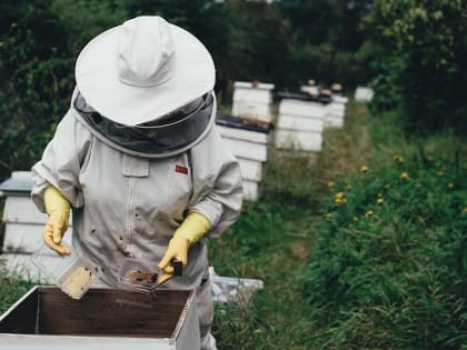 Алтайские пчеловоды вновь сообщают о массовой гибели пчел