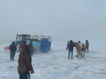 Стало известно, куда увезли раненую лошадь с фермы в Алтайском крае