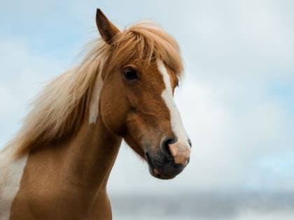 В алтайском селе автомобиль сбил гужевую повозку, лошадь погибла