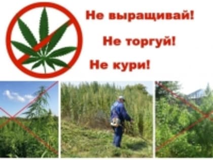 Акция «Единый день борьбы с коноплей»