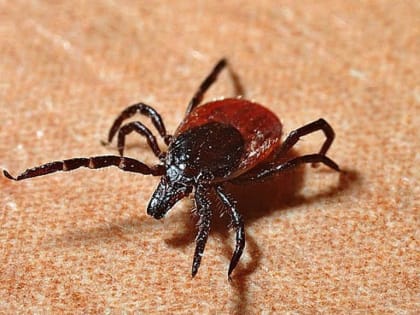 Повышенная активность клещей в Алтайском крае