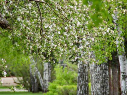 Прохладно и с северным ветром: какая погода будет в Алтайском крае 16 мая