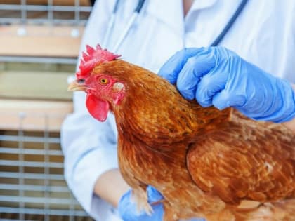 Об угрозе заноса и распространения возбудителя высокопатогенного гриппа птиц на значительной территории РФ