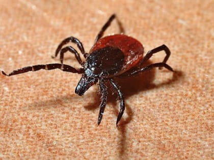 В Алтайском крае двое детей заболели клещевым энцефалитом