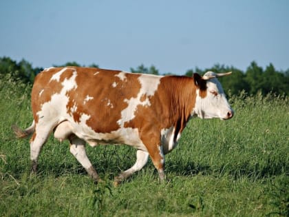 Чем опасен нодулярный дерматит крупного рогатого скота?