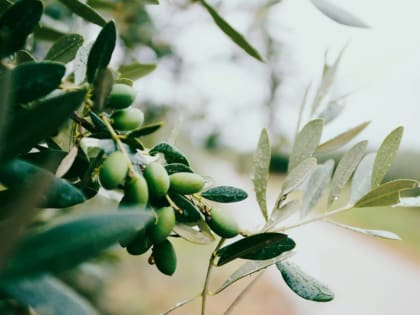 Ученые нашли продукт, который помогает бороться с ожирением и диабетом